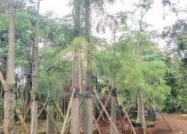 Jual Pohon Moringa Afrika Jakarta Pusat 3 Jual Pohon Moringa Afrika Jakarta Pusat