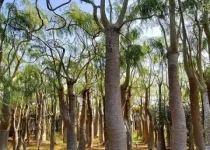 Jual Pohon Moringa Afrika Jakarta Selatan 10 Jual Pohon Moringa Afrika Jakarta Selatan