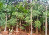 Jual Pohon Moringa Afrika Jakarta Timur 5 Jual Pohon Moringa Afrika Jakarta Timur