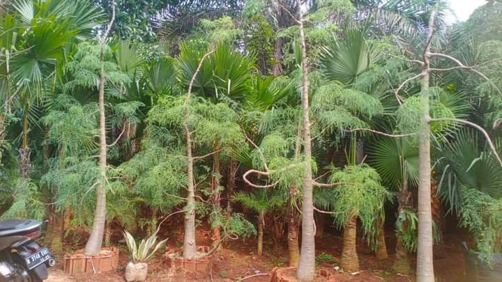 Jual Pohon Moringa Afrika Jakarta Timur