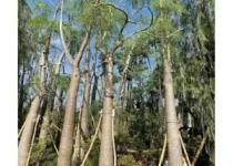 Jual Pohon Moringa Afrika di Jakarta 5 Jual-Pohon-Moringa-Afrika-di-Jakarta