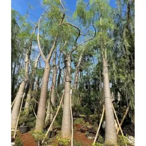 Jual-Pohon-Moringa-Afrika-di-Jakarta