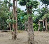 Jual Pohon Pule Jakarta Barat 3 Jual Pohon Pule Jakarta Barat