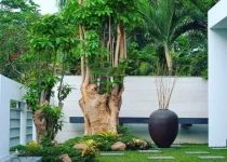 Jual Pohon Pule Jakarta Pusat 9 Jual Pohon Pule Jakarta Pusat