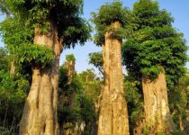 Jual Pohon Pule Jakarta Utara 4 Jual Pohon Pule Jakarta Utara