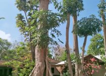 Jual Pohon Pule Tangerang 9 Jual Pohon Pule Tangerang