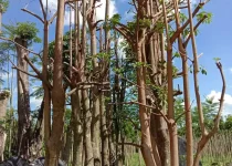 Jual Pohon Pule Tinggi 3 Meter 7 Jual Pohon Pule Tinggi 3 Meter
