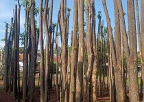 Jual Pohon Pule Tinggi 4 Meter 5 Jual Pohon Pule Tinggi 4 Meter