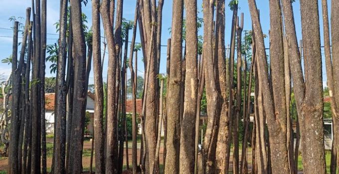 Jual Pohon Pule Tinggi 4 Meter
