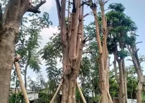 Jual Pohon Pule Tinggi 5 Meter 10 Jual Pohon Pule Tinggi 5 Meter