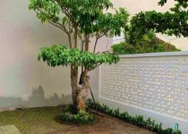 Jual Pohon Pule di Jakarta 3 Jual Pohon Pule di Jakarta