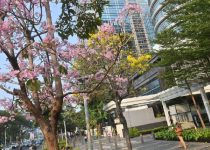 Jual Pohon Tabebuya Jakarta Barat 3 Jual Pohon Tabebuya Jakarta Barat
