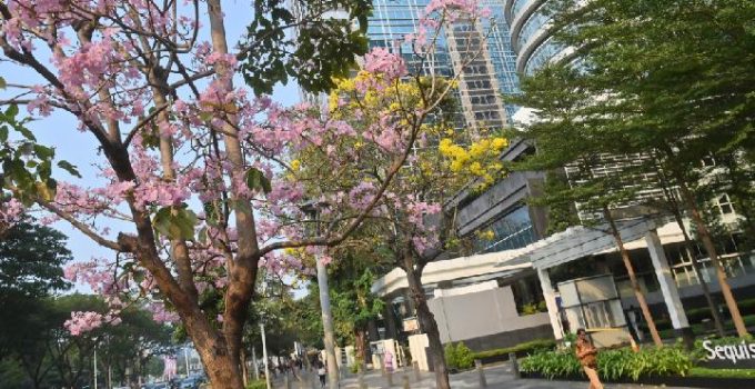Jual Pohon Tabebuya Jakarta Barat
