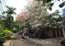 Jual Pohon Tabebuya Jakarta Selatan 3 Jual Pohon Tabebuya Jakarta Selatan