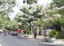 Jual Pohon Tabebuya Jakarta Timur 4 Jual Pohon Tabebuya Jakarta Timur