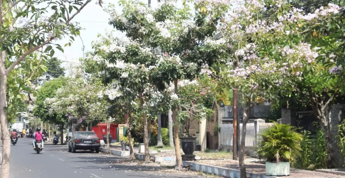 Jual Pohon Tabebuya Jakarta Timur