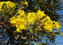 Jual Pohon Tabebuya di Jakarta 5 Jual Pohon Tabebuya di Jakarta