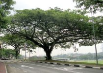 Jual Pohon Trembesi Bandung 5 Jual Pohon Trembesi Bandung