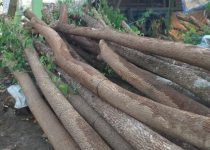 Jual Pohon Trembesi Bekasi 5 Jual Pohon Trembesi Bekasi