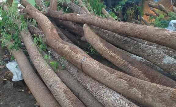 Jual Pohon Trembesi Bekasi