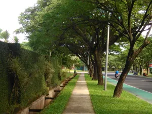 Jual Pohon Trembesi Cilegon