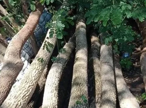 Jual Pohon Trembesi Jakarta Barat