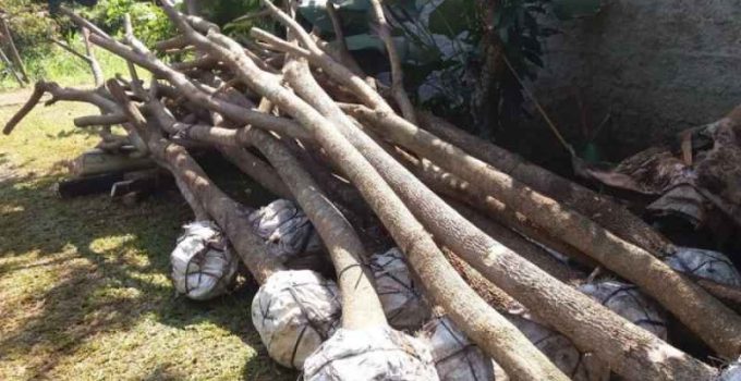 Jual Pohon Trembesi Jakarta Pusat