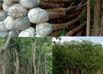 Jual Pohon Trembesi Jakarta Selatan 4 Jual Pohon Trembesi Jakarta Selatan