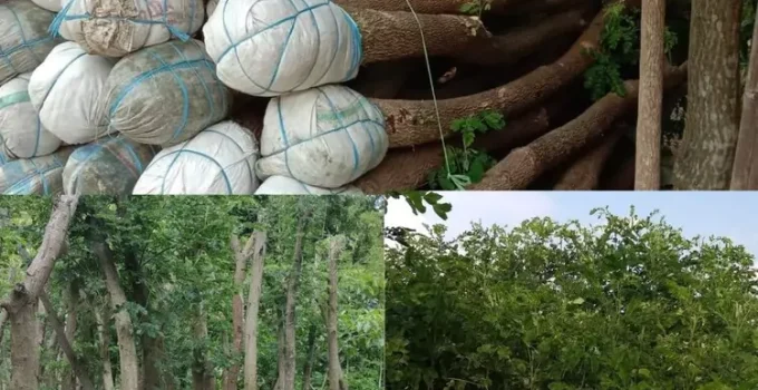Jual Pohon Trembesi Jakarta Selatan