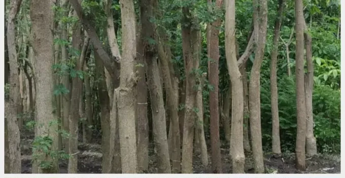 Jual Pohon Trembesi Jakarta Timur