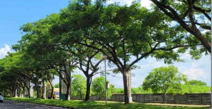 Jual Pohon Trembesi Jakarta Utara