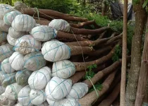 Jual Pohon Trembesi Tangerang 9 Jual Pohon Trembesi Tangerang