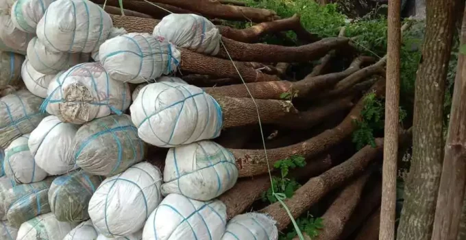 Jual Pohon Trembesi Tangerang