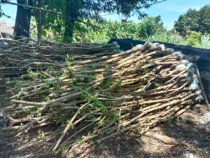 Jual Pohon Trembesi Tangerang Selatan