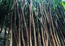 Jual Pohon Trembesi di Jakarta 4 Jual Pohon Trembesi di Jakarta