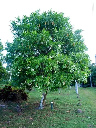 jual pohon bintaro tinggi 3 meter