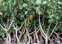 Jual Pohon Dadap Merah Tinggi 1 Meter 10 jual pohon dadap merah tinggi 1 meter