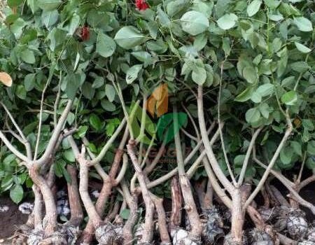 jual pohon dadap merah tinggi 1 meter