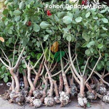 Jual Pohon Dadap Merah Tinggi 1 Meter 1 jual pohon dadap merah tinggi 1 meter