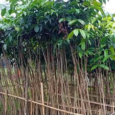 jual pohon mahoni tinggi 2 meter