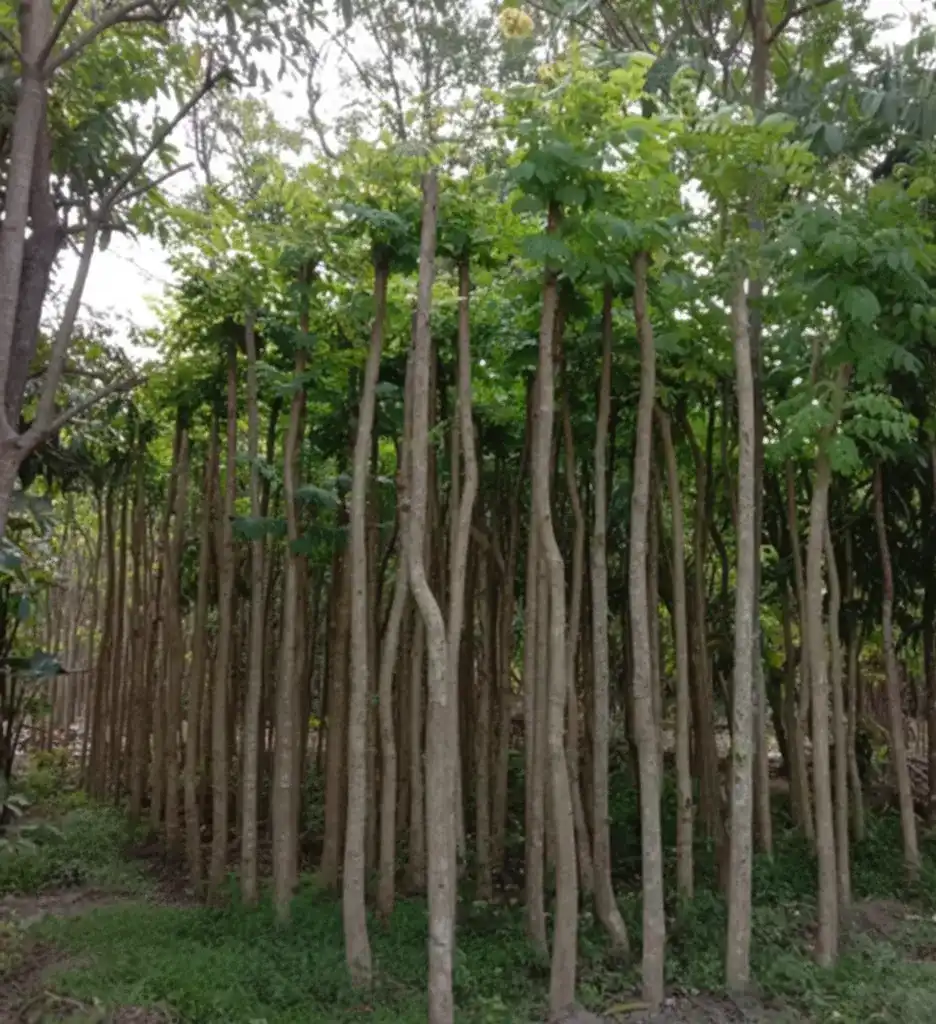 jual pohon spathodea tinggi 3 meter