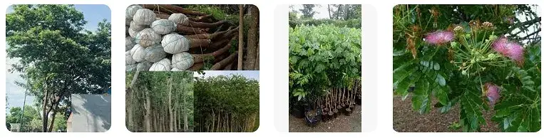 Jual Pohon Trembesi Jakarta Selatan – Jual Pohon Trembesi Jakarta Selatan C055b