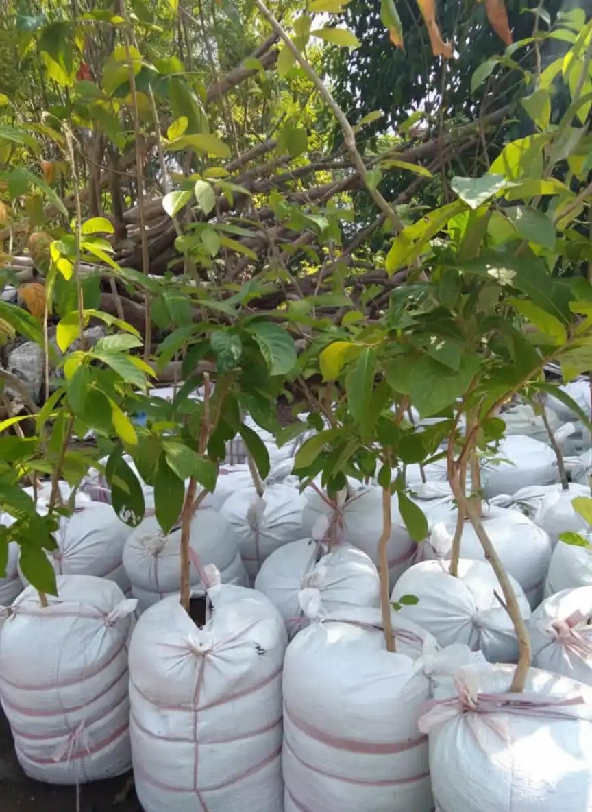 jual bibit pohon bungur tinggi 1 meter