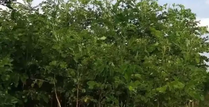 jual bibit pohon taman trembesi tinggi 1 meter