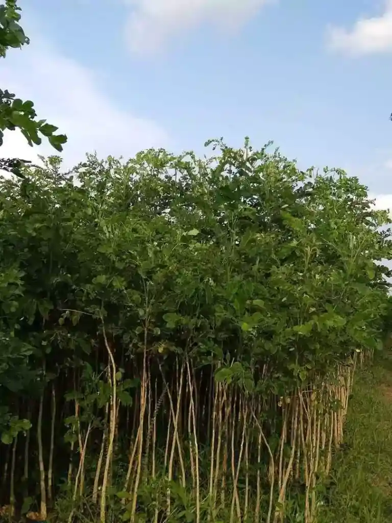 Jual Pohon Trembesi Tinggi 1 Meter – Bibit Sehat untuk Proyek Penghijauan 1 jual bibit pohon taman trembesi tinggi 1 meter
