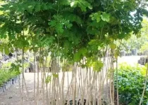 Jual Pohon Trembesi Tinggi 2 Meter 12 jual bibit pohon taman trembesi tinggi 2 meter