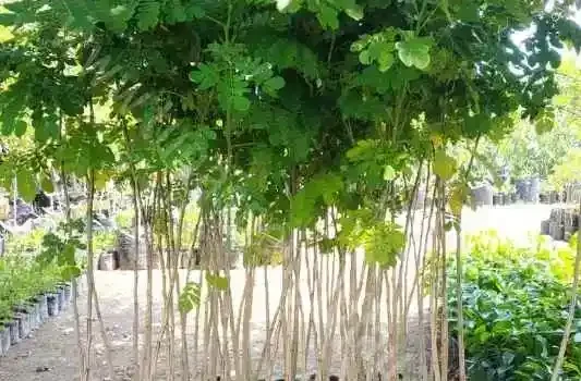 jual bibit pohon taman trembesi tinggi 2 meter