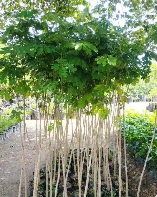 Jual Pohon Trembesi Tinggi 2 Meter 1 jual bibit pohon taman trembesi tinggi 2 meter