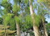 Jual Pohon Besar Moringa Afrika Tinggi 6 Meter 40 jual pohon besar moringa afrika tinggi 6 meter