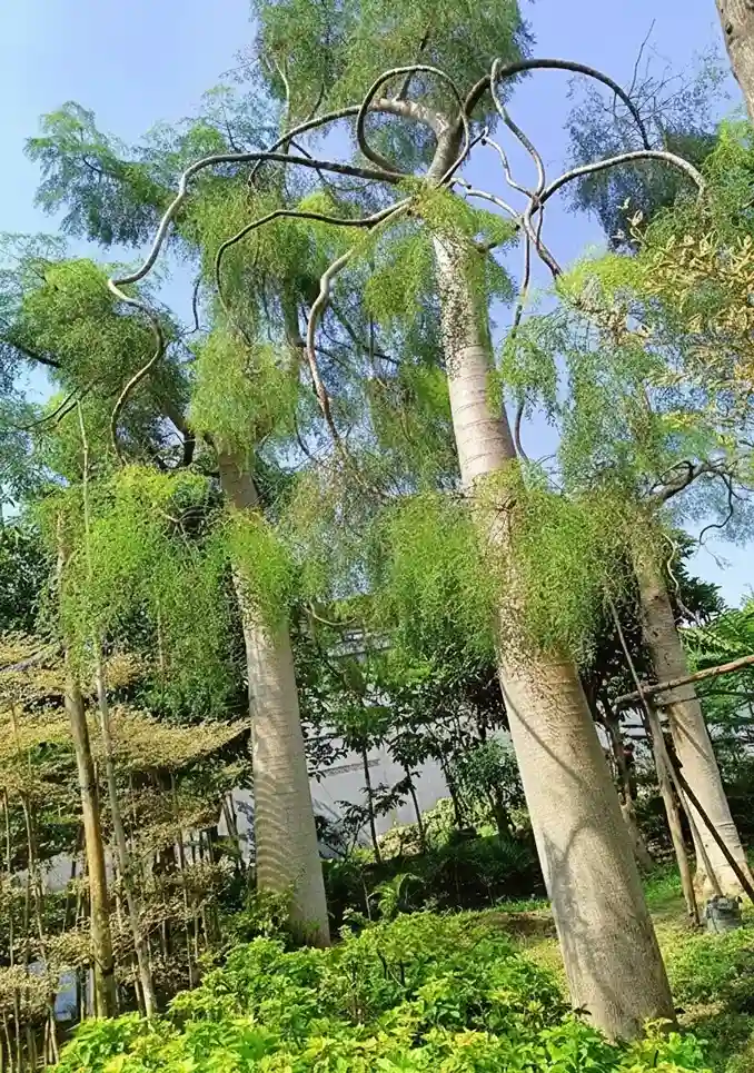 Jual Pohon Besar Moringa Afrika Tinggi 6 Meter 1 jual pohon besar moringa afrika tinggi 6 meter